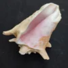 Large conch shell used for beach house and tropical home decoration