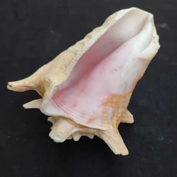 Large conch shell used for beach house and tropical home decoration