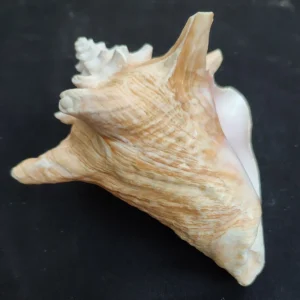 Large natural Queen Conch sea shell with smooth pink interior for coastal home décor