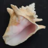 Close-up of natural sea shell showing pink interior of Queen Conch shell