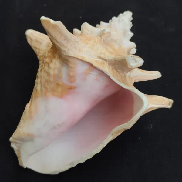 Close-up of natural sea shell showing pink interior of Queen Conch shell